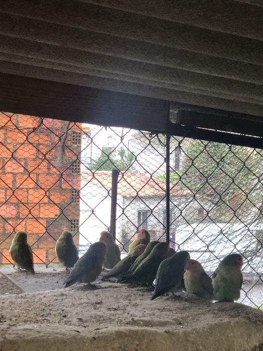 Agaponis  para venda