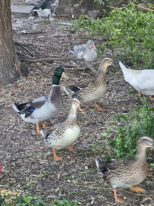 Patos reais ( bravos)