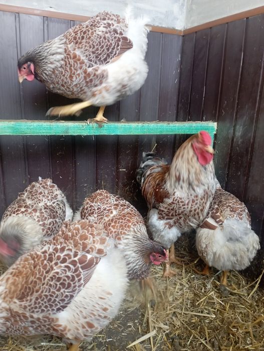 Jaja  lęgowe Wyandotte