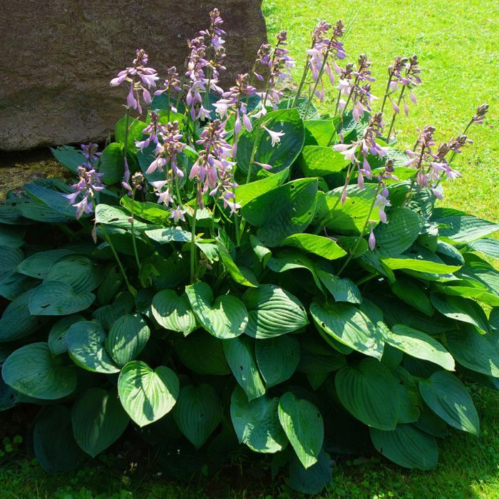 Funkia Hosta 'Bressingham Blue' Doniczka 2.0L Niebieskie liście