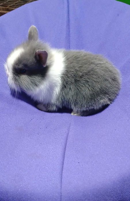 Декоративний кролик,  карликовий кролик