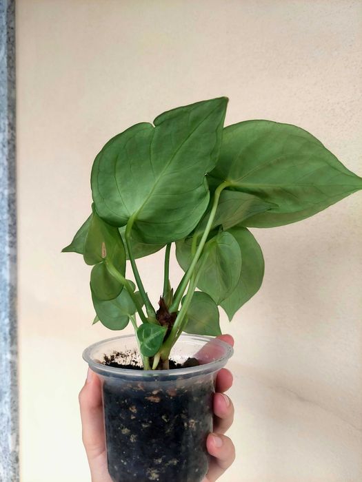 Planta Anthurium crustallinum 'Silver Blush'
