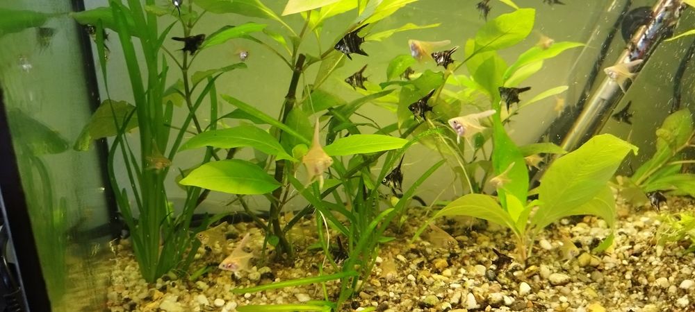 Młode skalary sprzedam