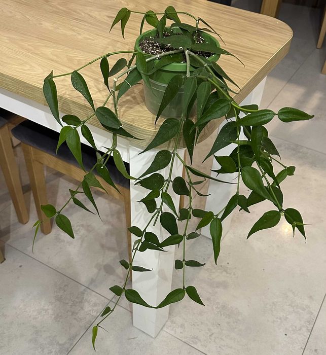 Hoya Polyneura Vietnam ze zdjęcia, piękna, duża, OKAZ