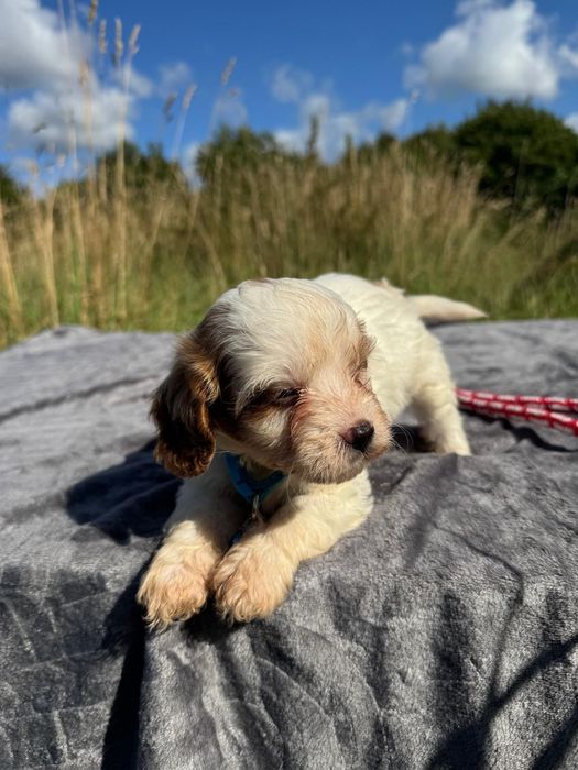 cavapoo szczeniak