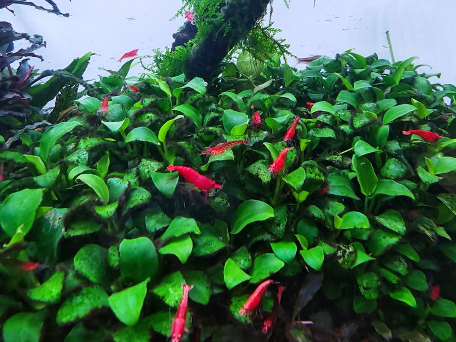10 Camarão Red Cherry
