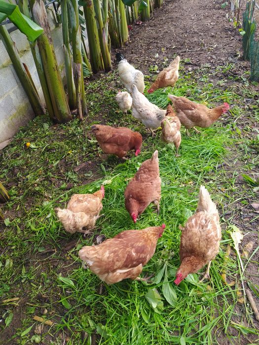 Galos  galinhas Caseiros, Criado Ar Livre