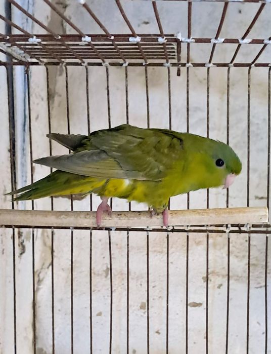 Periquito Catarina