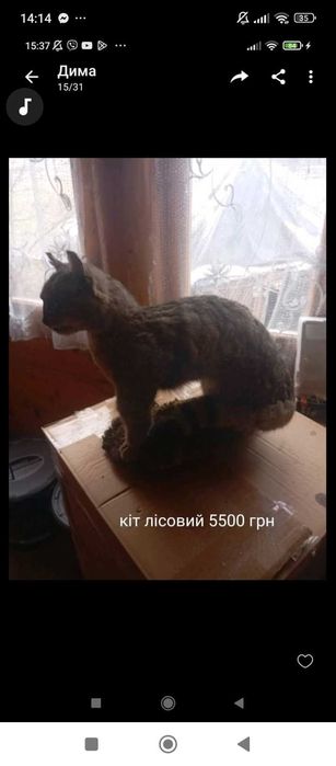 олень, баран,козел з рогами на стіну
