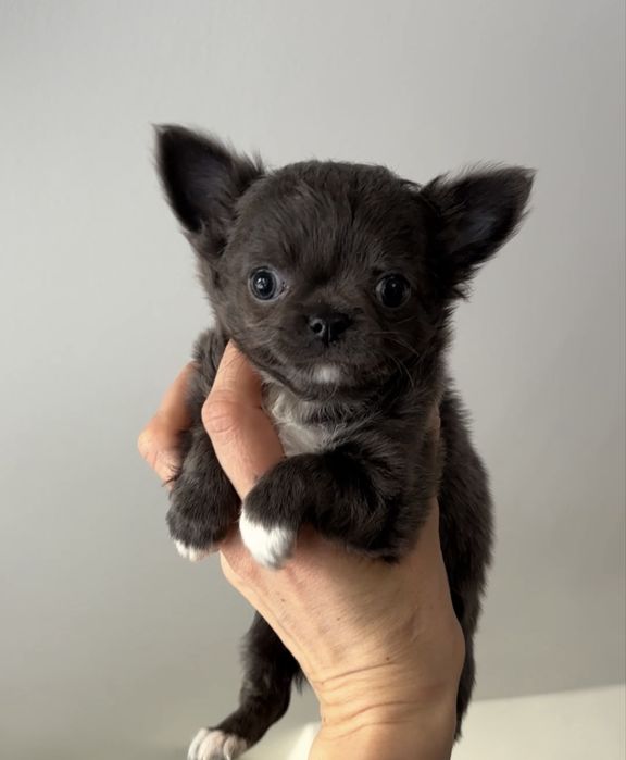 Chihuahua suczka niebieska długowłosa