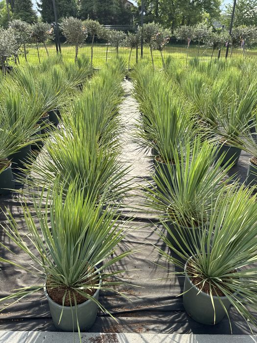 Juka Rostrata Yucca Rostrata 80-90cm