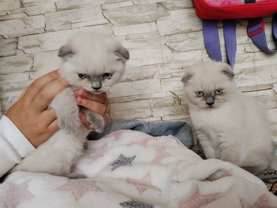 Шотландские котята