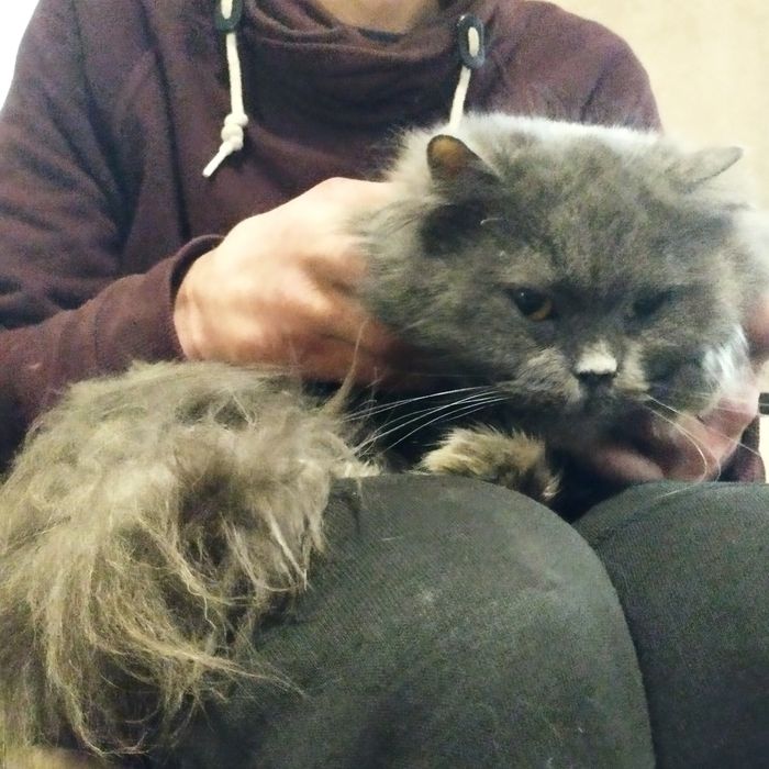 Николь хочет обрести любящих хозяев