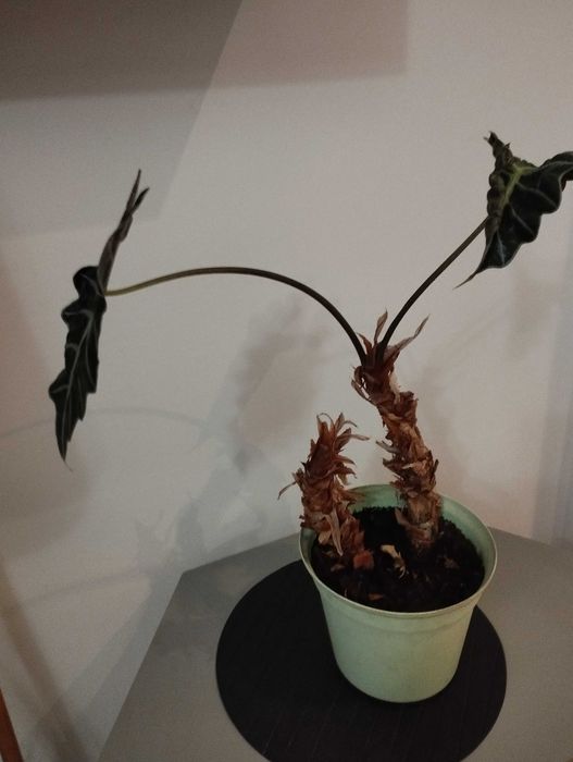 Kwiat w doniczce alokazja