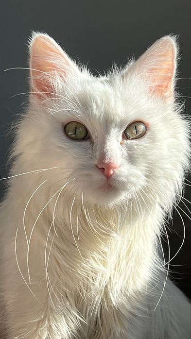 Bercik, mój futrzasty przyjaciel, PILNIE szuka kochającego domu