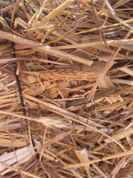 Fardos de feno semeados