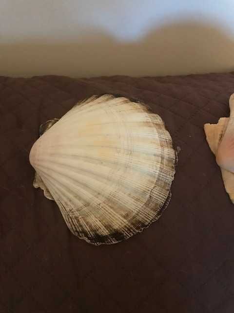 Shells - Scallops423492759323955201