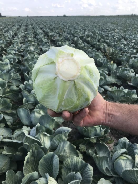 Продам капусту (анкома)