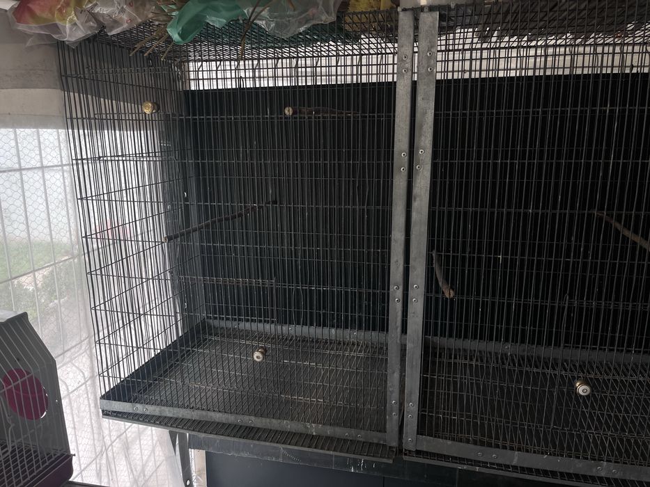 Voadeira para Aves