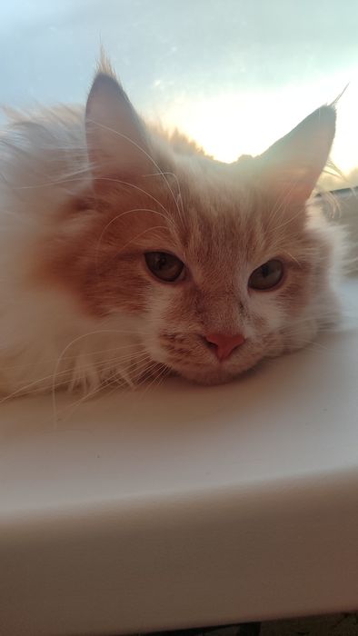 Котенок курильский бобтейл