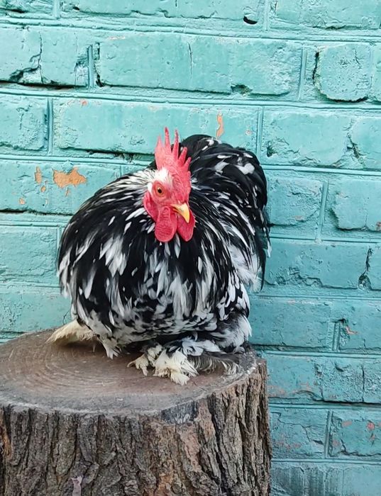 Півень  карликовий кохінхін мармуровий