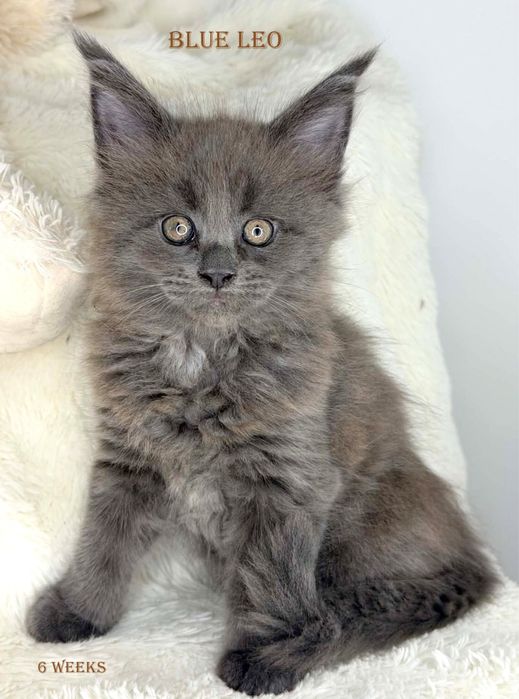 Cudowny kocurek blue niebieski maine coon