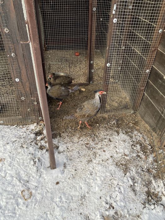 Sprzedam bazanty ozdobne