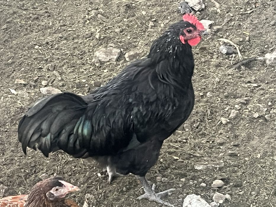 Kogut australorp