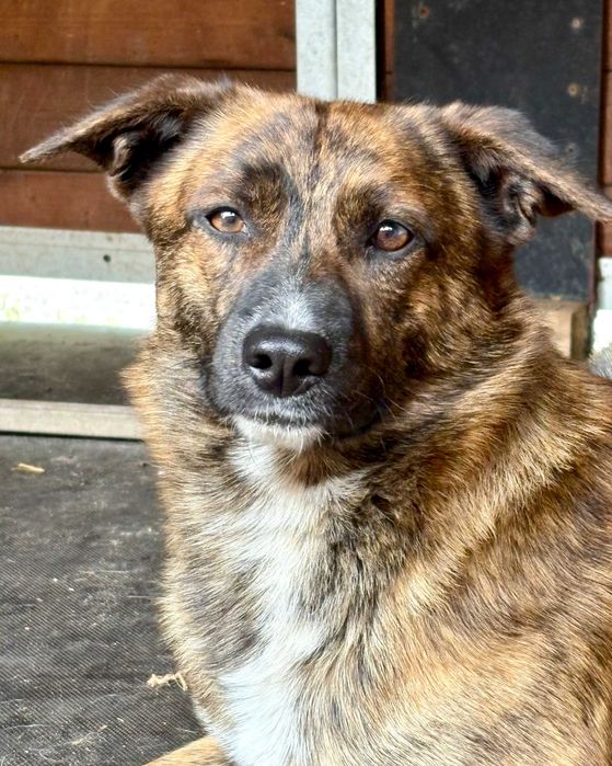 PAŹ - 2-letnia piękność czeka na nowy dom!