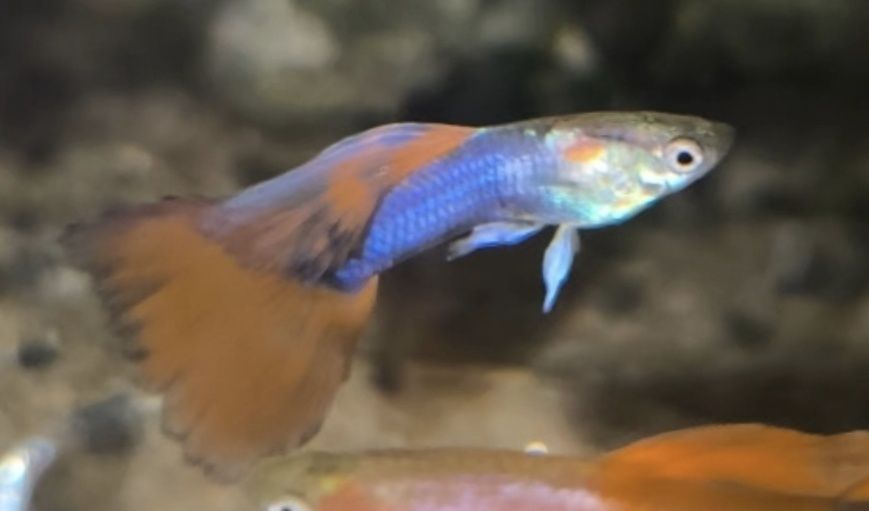 Guppys "blue flame"