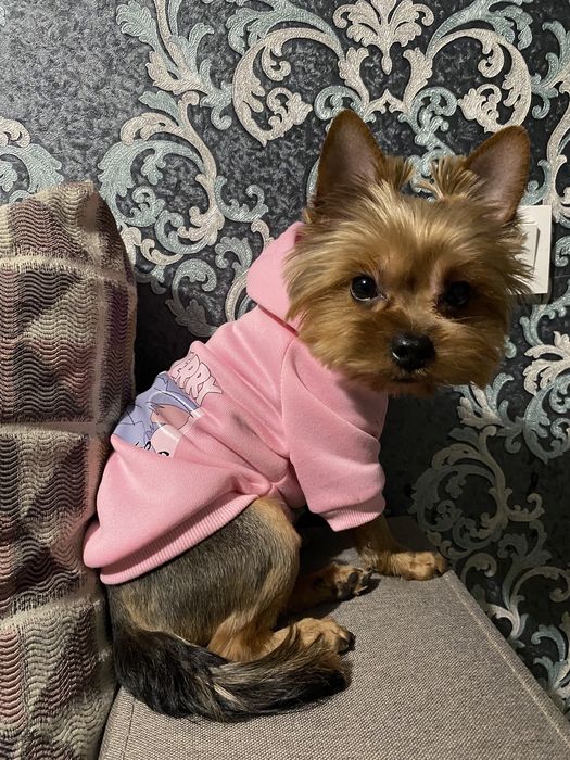 Вязка (мальчик) ищет подружку