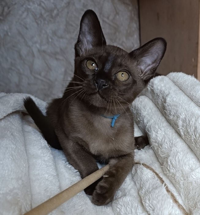 Бурма Європейська,соболиний хлопчик