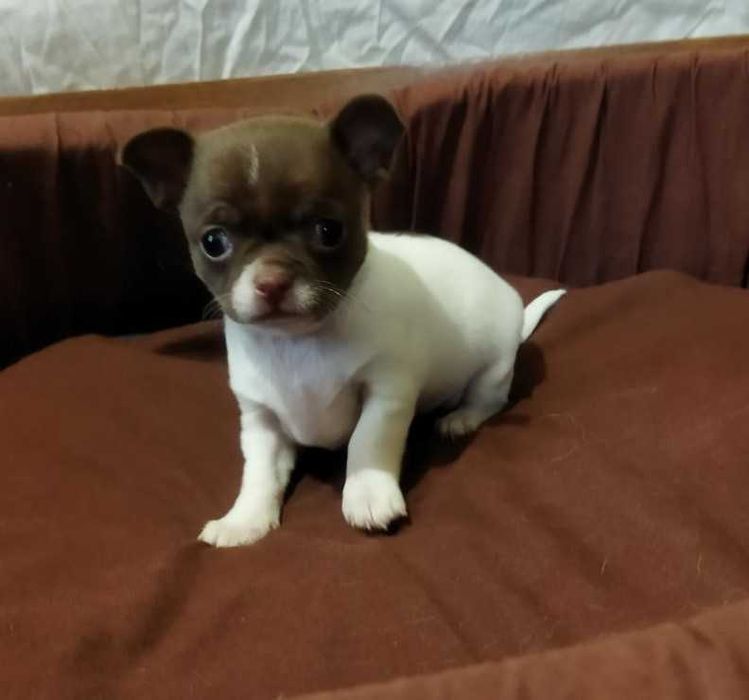 Красивая малышка чихуахуа.
