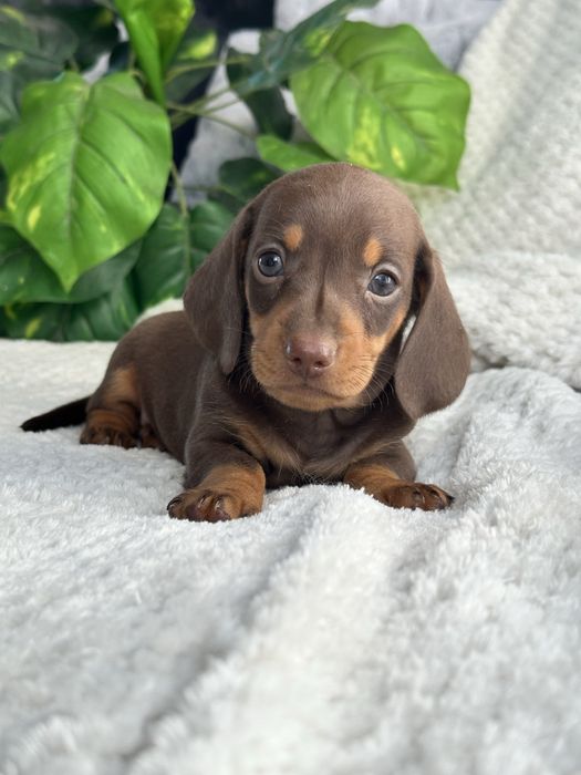 Teckel macho miniatura/kaninchen chocolate tan