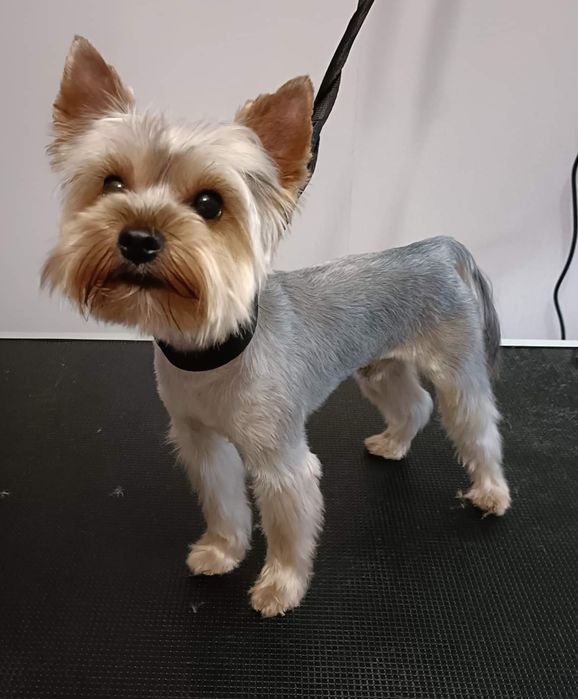 Groomer, psi fryzjer, pielęgnacja, strzyżenie, kąpiel, rozczesywanie.