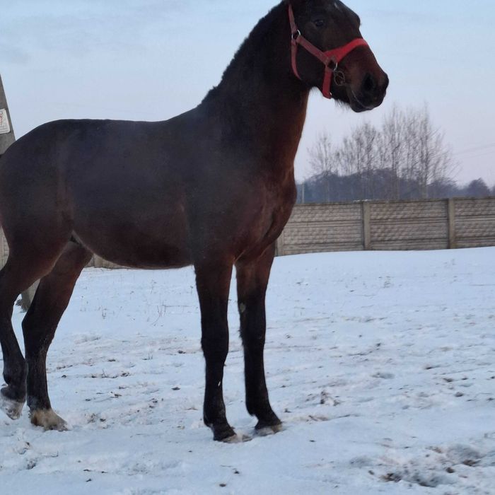 Ogier śląski Derek