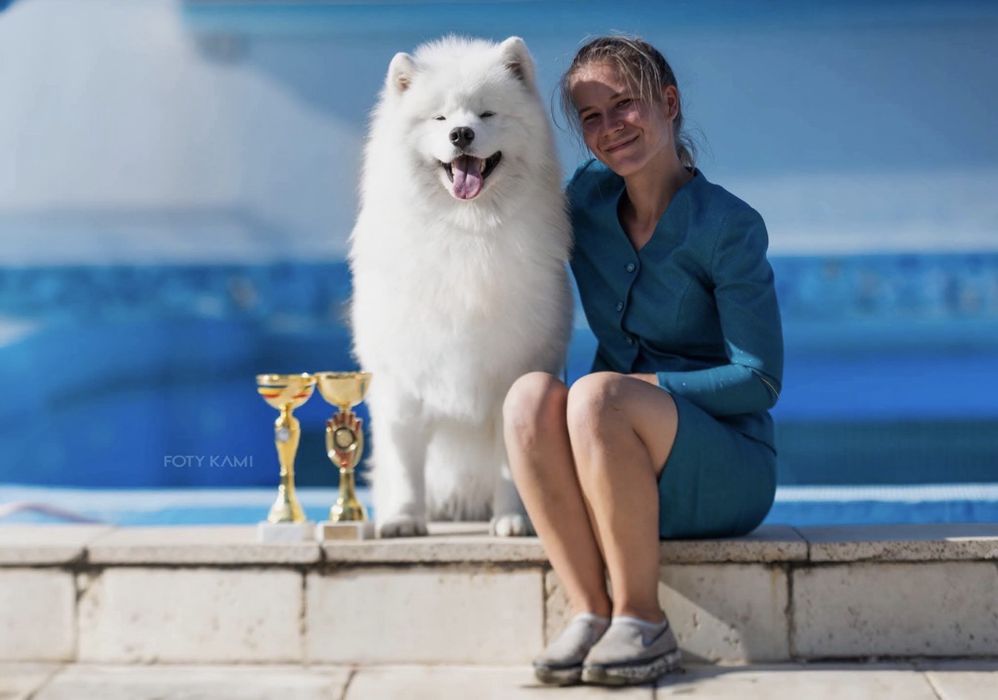 Samoyed szczeniak -  koniec października 2026