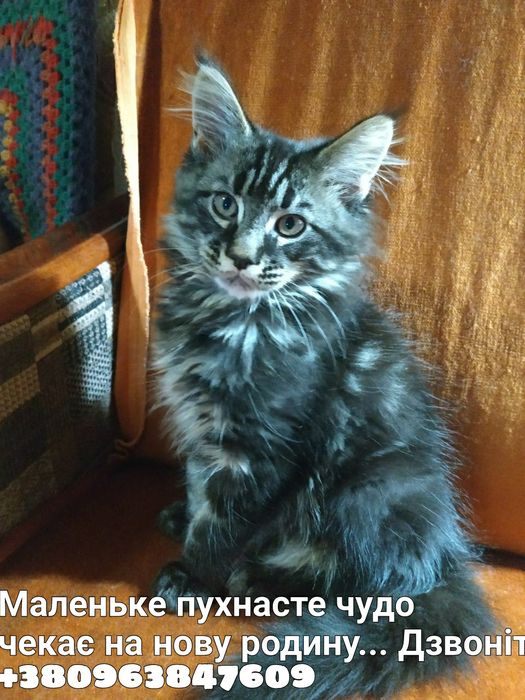 Кошенята Мейн-Кунчики...4 -хлопця. Вік - 3 місяці.