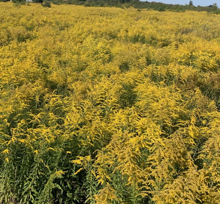 Miód pszczeli nawłociowy,słoiki,wiaderka,pszczoły,ule,pasieka