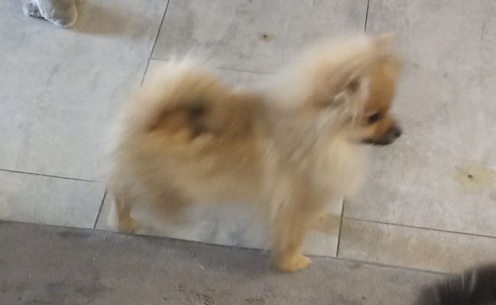 Suczka Szpic miniaturowy xxs