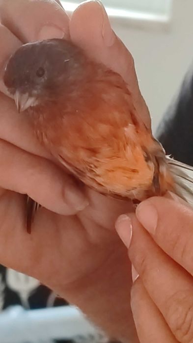 Canária bronze (anilha de creador )