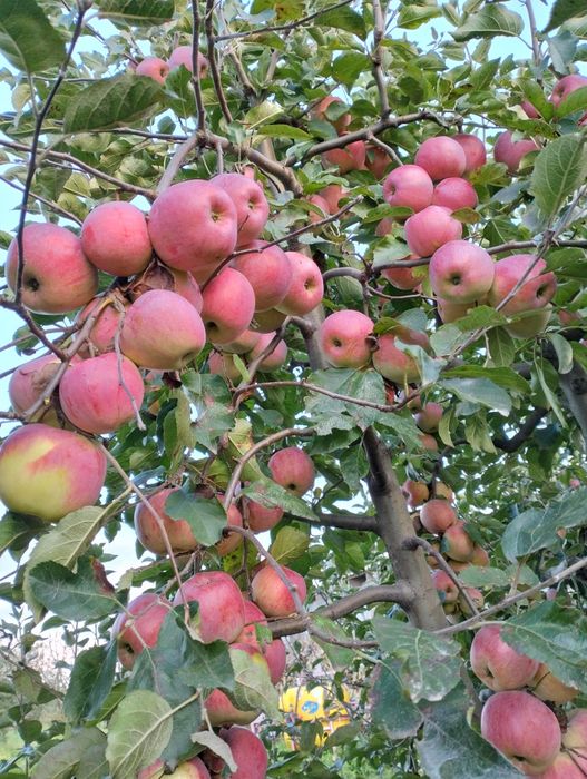 Продам домашні зимові яблука сорту флоріна