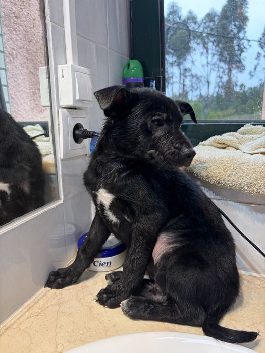 TEKA - cachorra para adocao responsavel