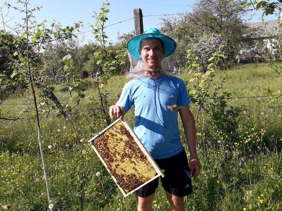 Бджолопакети, пчелопакеты