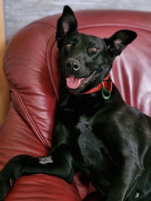 Стерилізована собака в самі добрі руки