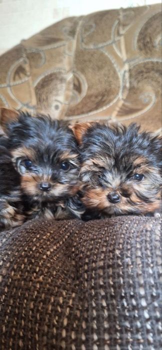 Продам собаки йоркширськие терьеры мініки.