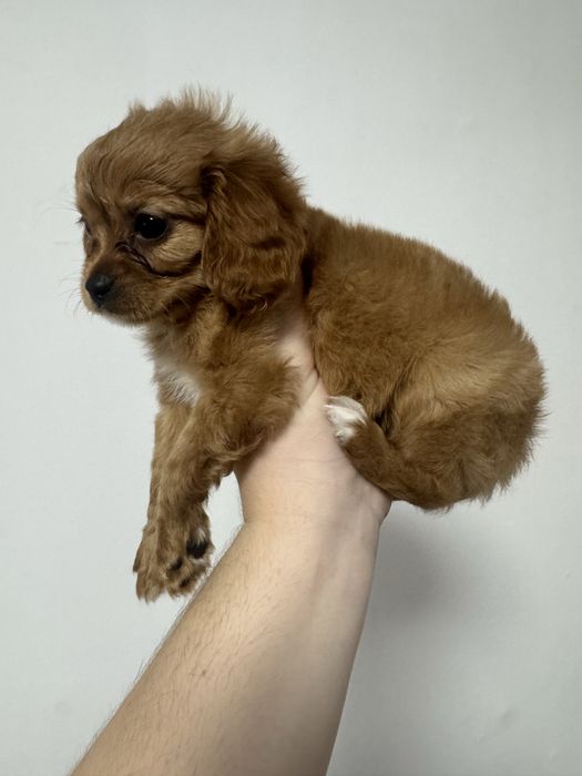 Мальтіпу щенки.