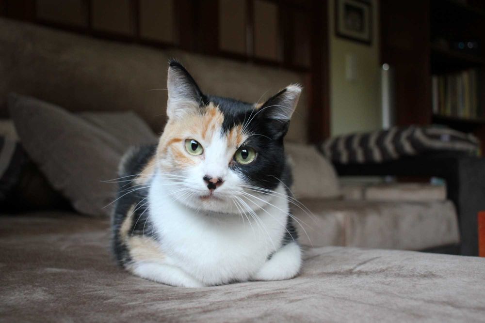 ESTERILIZADA | Gata jovem disponível para adoção responsável