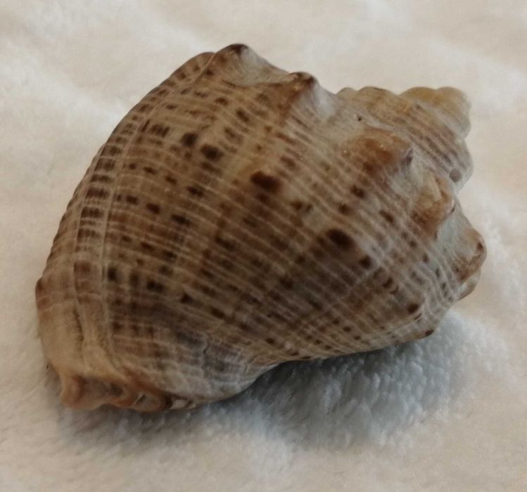 Muszla 4,8cm, 62 (Kreatywne)
