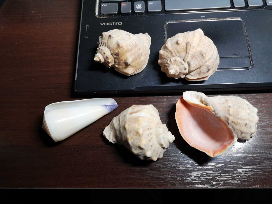 Ракушки морские для аквариума декоративные